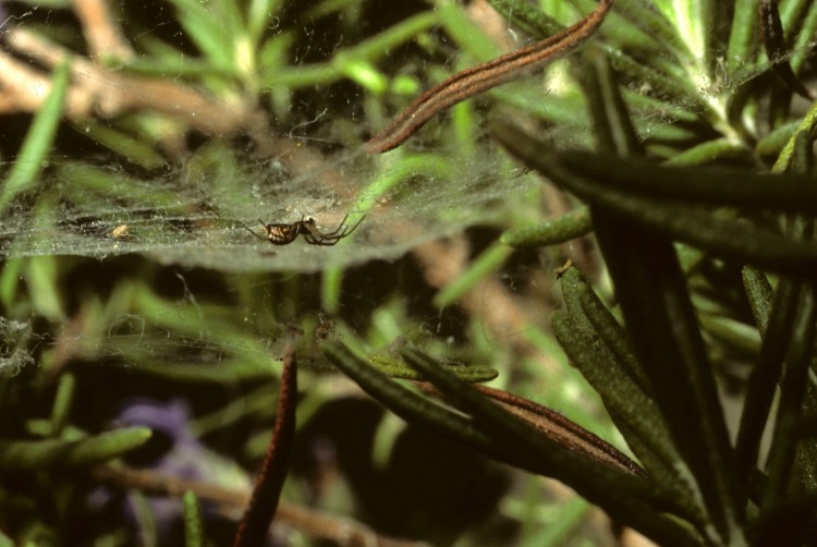 bowl-and-doily spider (Frontinella communis) female in her web