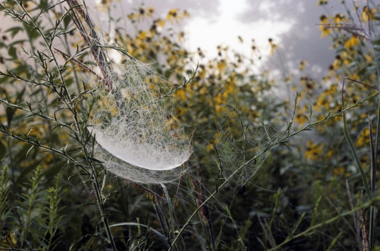 web of a bowl-and-doily spider (with small orb web in the background)