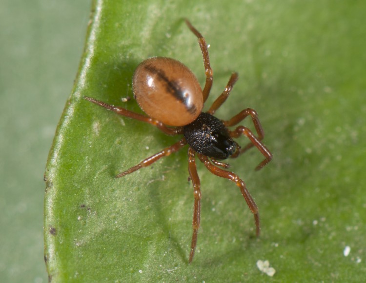 Gonatium crassipalpum adult female