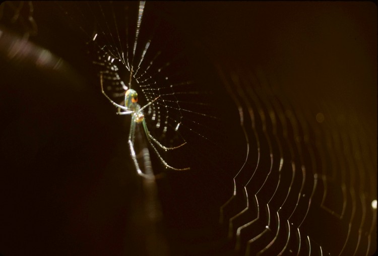 Orchard Orbweaver (Leucauge venusta)