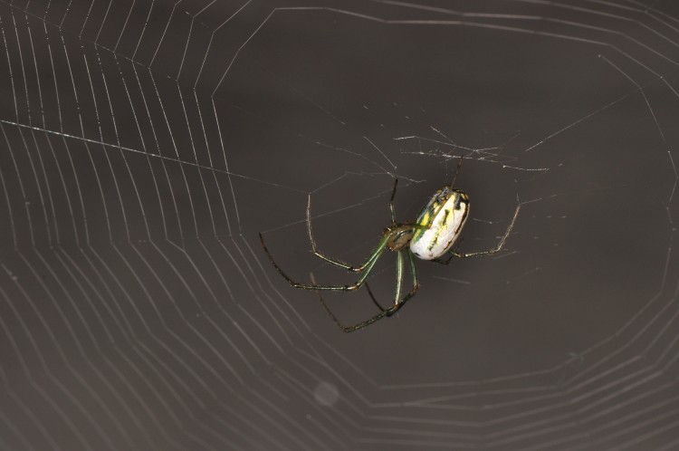 Orchard Orbweaver (Leucauge venusta) female