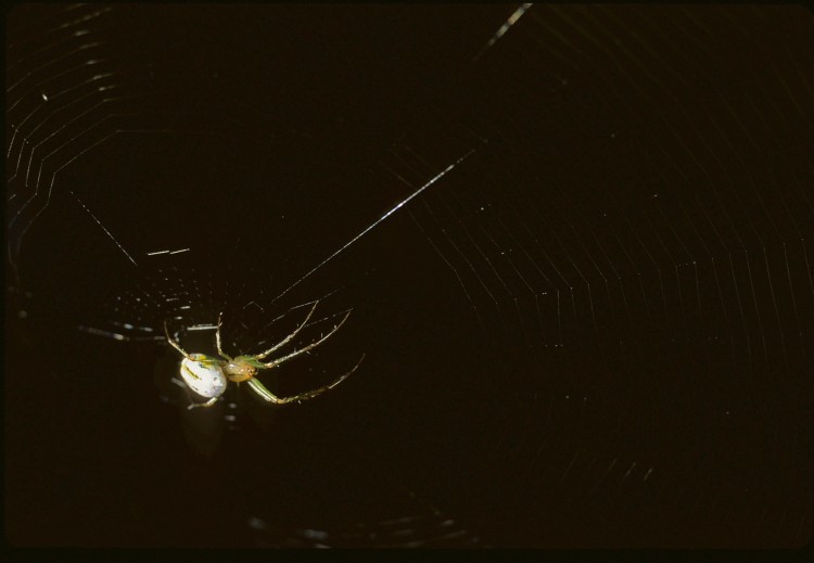 Orchard Orbweaver (Leucauge venusta)