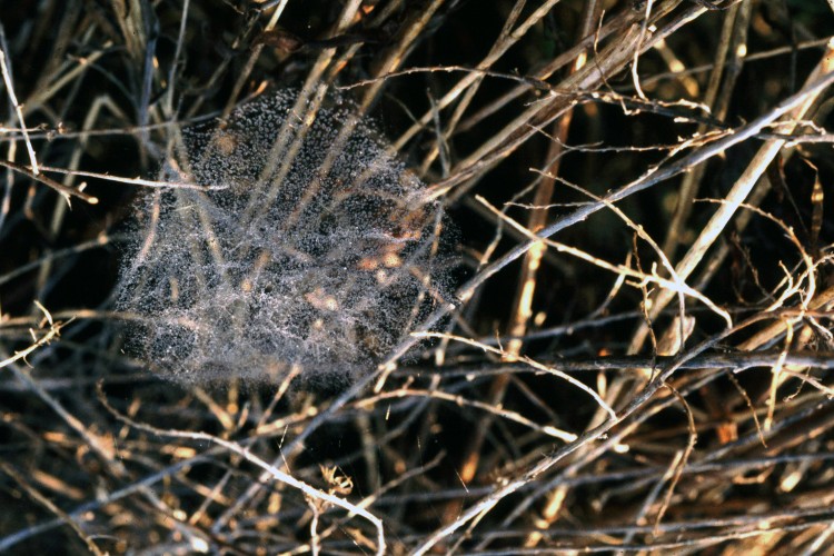 web of a sheet-weaver, of the family Linyphiidae, near the ground