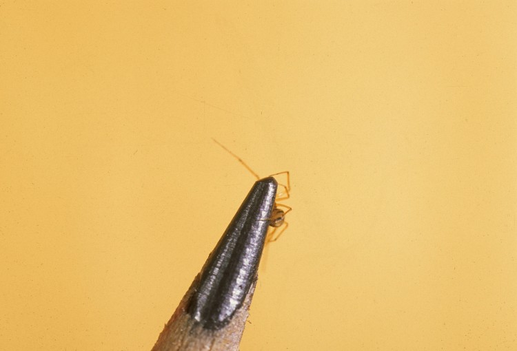 Agyneta sp? on the end of a pencil