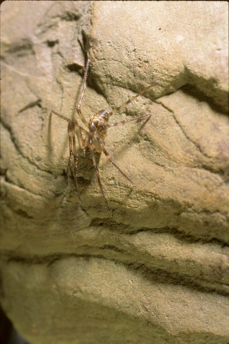 Cave Orbweaver (Meta ovalis)