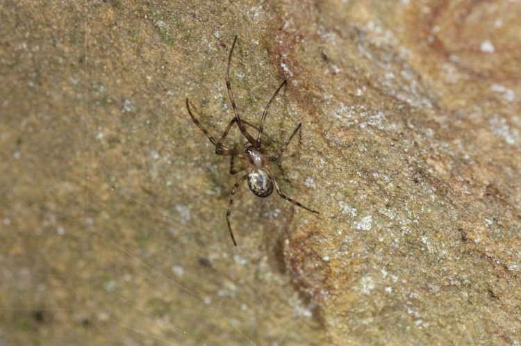 Cave Orbweaver (Meta ovalis)