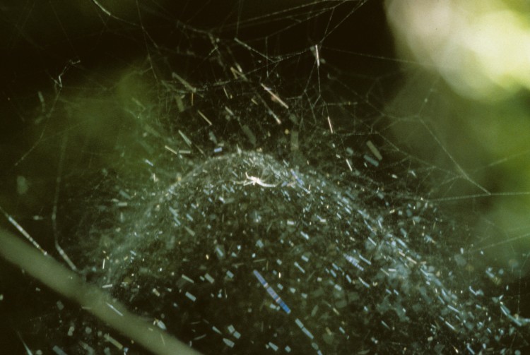 filmy-dome spider's web