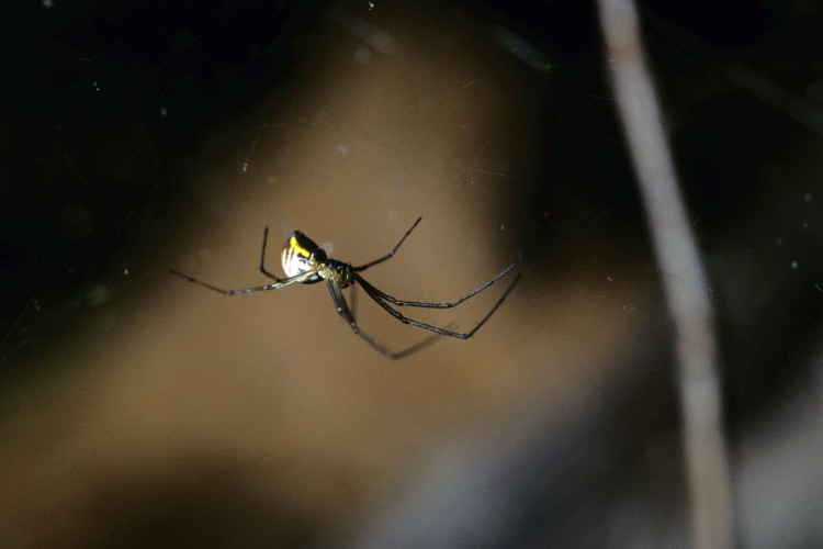 filmy-dome spider (Neriene radiata) female hanging in her, nearly invisible, web