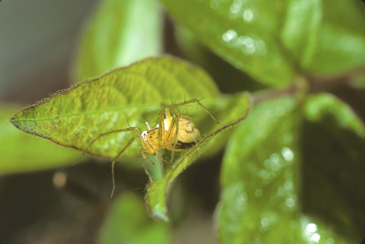 Oxyopes salticus female