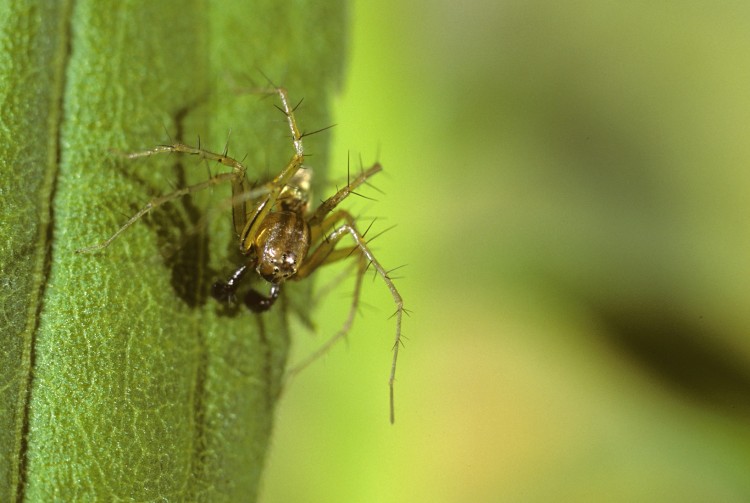 Striped Lynx Spider (Oxyopes salticus) adult male