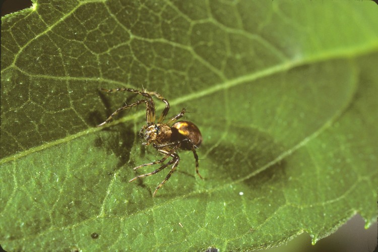 western lynx spider (Oxyopes scalaris) subadult female