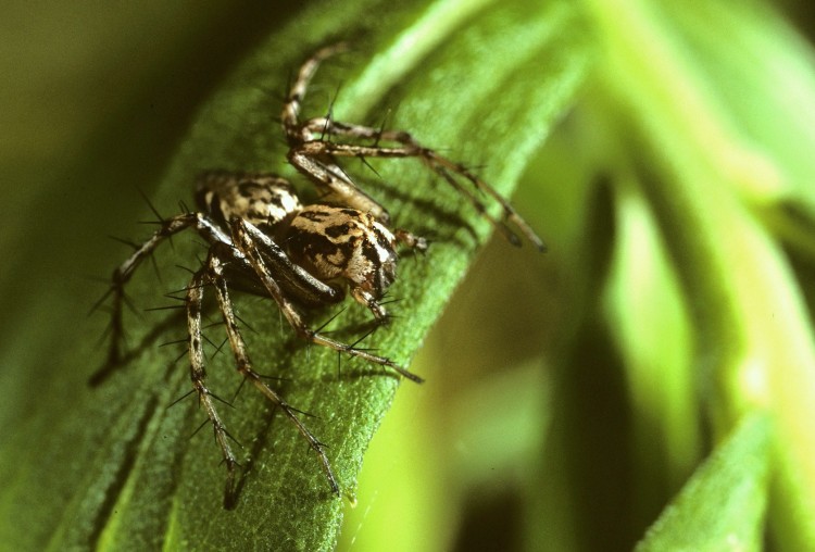 western lynx spider (Oxyopes scalaris) female