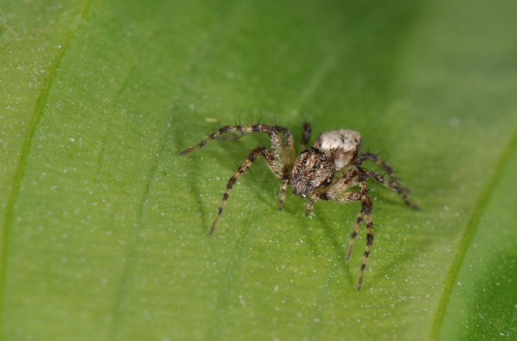 Oxyopes scalaris juvenile