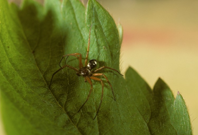 Philodromus marxii male