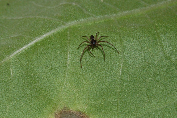 Philodromus minutus male