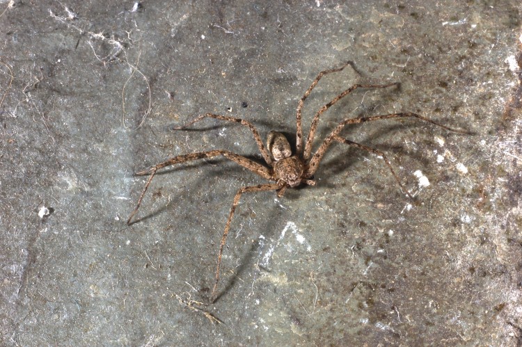 Philodromus vulgaris male