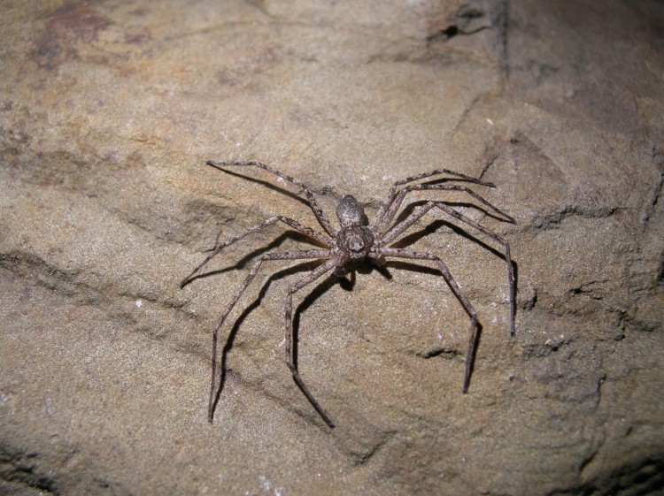 Philodromus vulgaris male