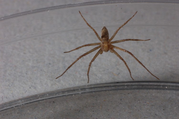 Philodromus rufus male