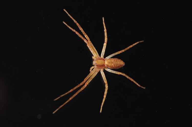 Philodromus rufus female