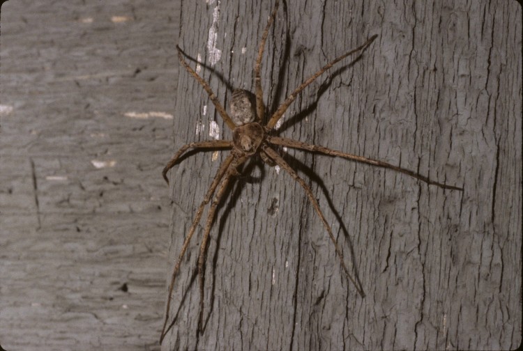 Philodromus vulgaris male