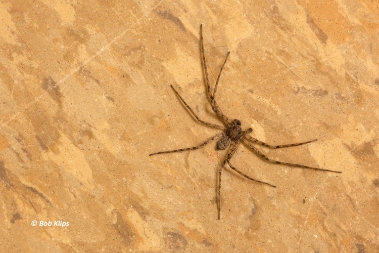 Philodromus vulgaris male