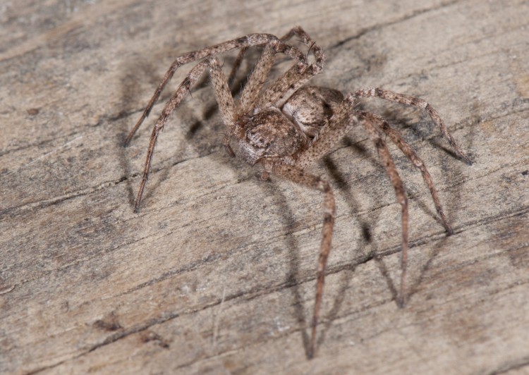 Philodromus vulgaris female