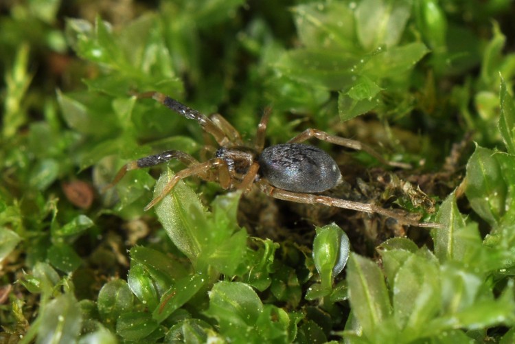 Phrurotimpus borealis subadult female