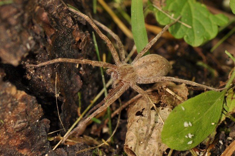 nurseryweb spider (Pisaurina mira) plain colored female