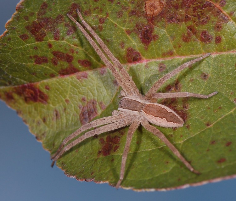 nurseryweb spider (Pisaurina mira) typical female