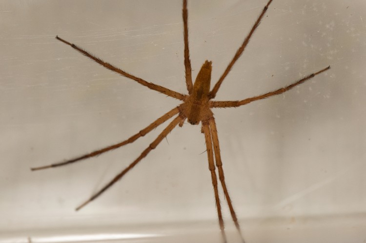 nurseryweb spider (Pisaurina mira) adult male