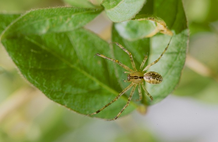 hammock spider (Pityohyphantes costatus) female