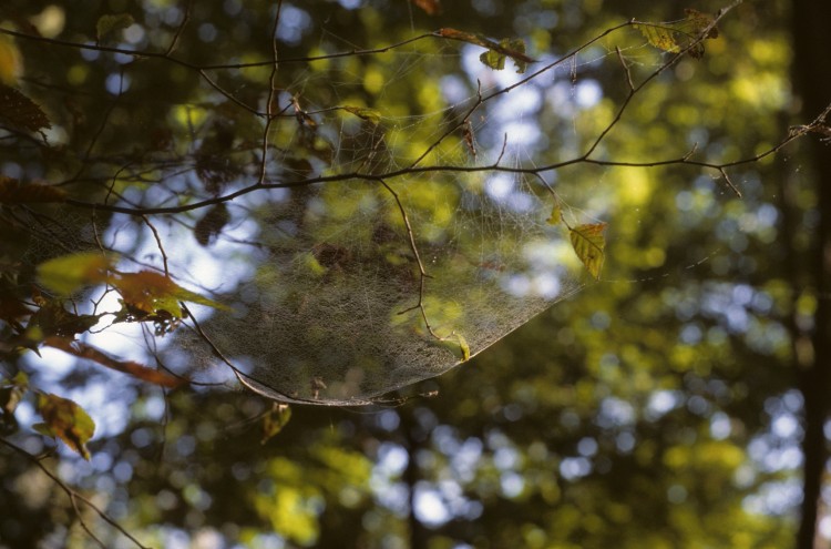 hammock spider (Pityohyphantes costatus) web