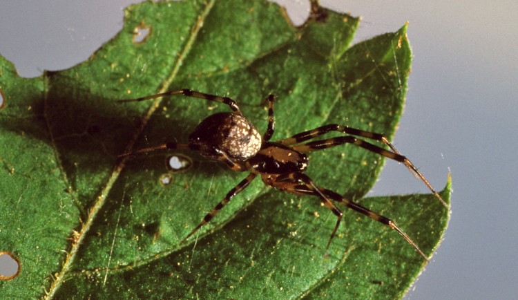 Tapinopa bilineata female