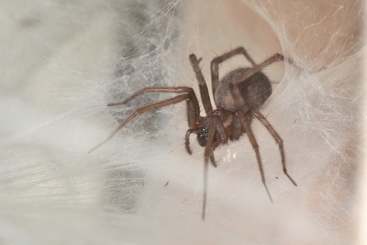 Barn Funnel Weaver (Tegenaria domestica) female