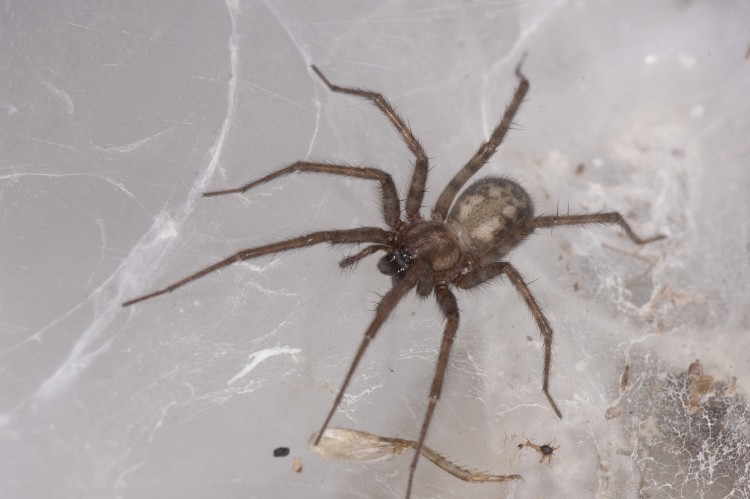 Barn Funnel Weaver (Tegenaria domestica) female