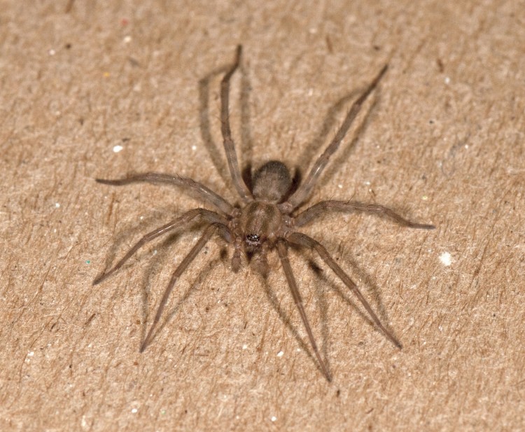 Barn Funnel Weaver (Tegenaria domestica) male