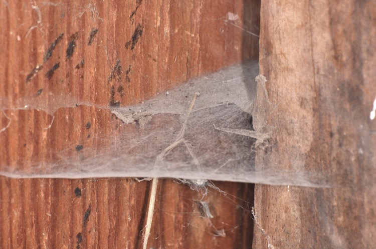 Barn Funnel Weaver (Tegenaria domestica) web