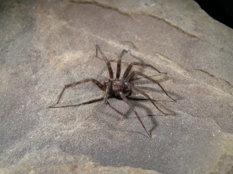 Barn Funnel Weaver (Tegenaria domestica) male