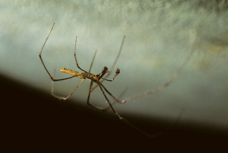 Tetragnatha elongata male