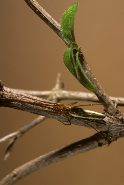 Tetragnatha laboriosa female