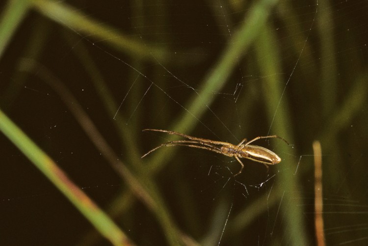 Tetragnatha laboriosa female