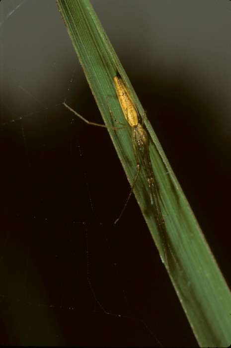 Tetragnatha laboriosa female