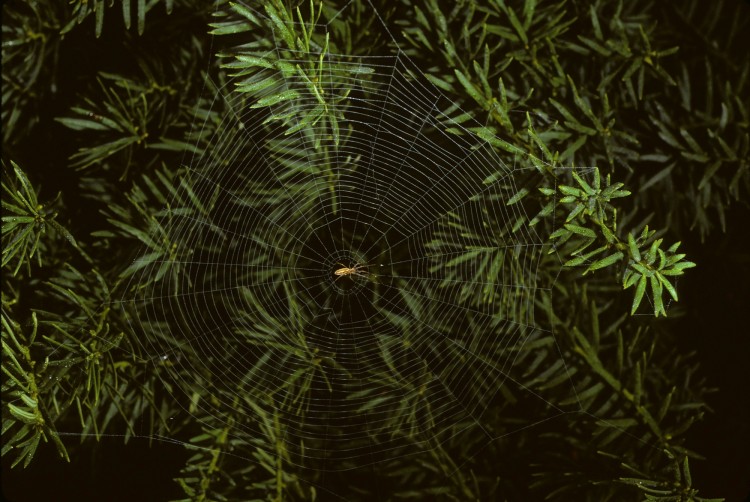 Tetragnatha laboriosa immature in her web