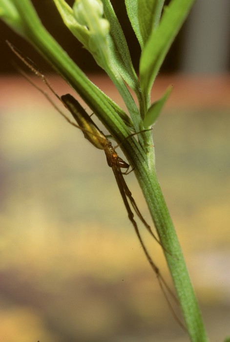 Tetragnatha pallidus female