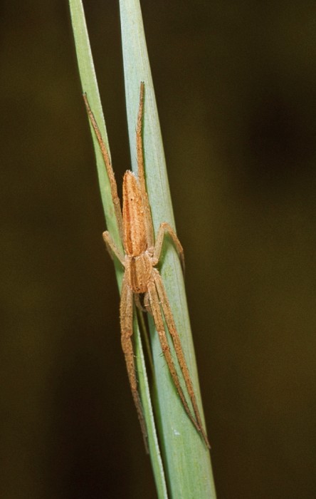 Tibellus oblongus female