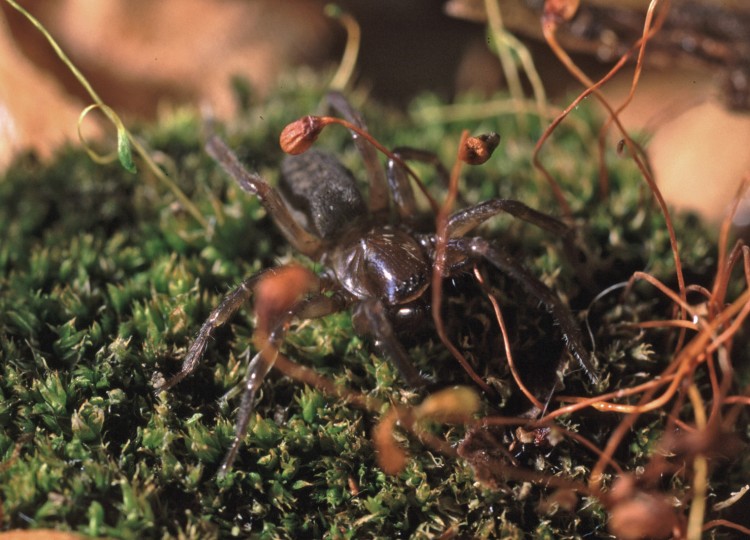 Wadotes calcaratus female