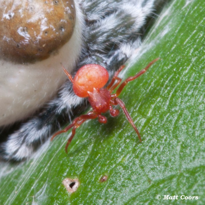 Mastophora phrynosoma close-up view of a male, photo courtesy of Matt Coors