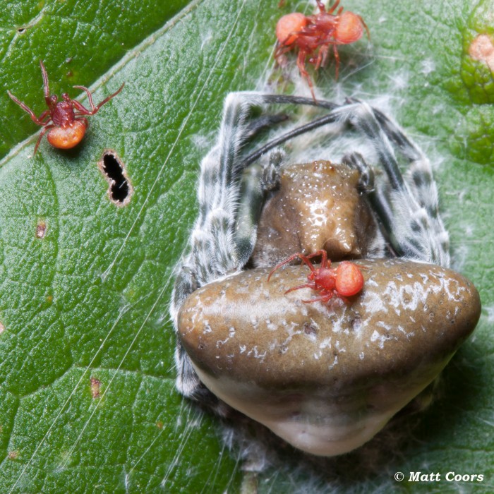 Mastophora phrynosoma with an entourage of little males, photo courtesy of Matt Coors