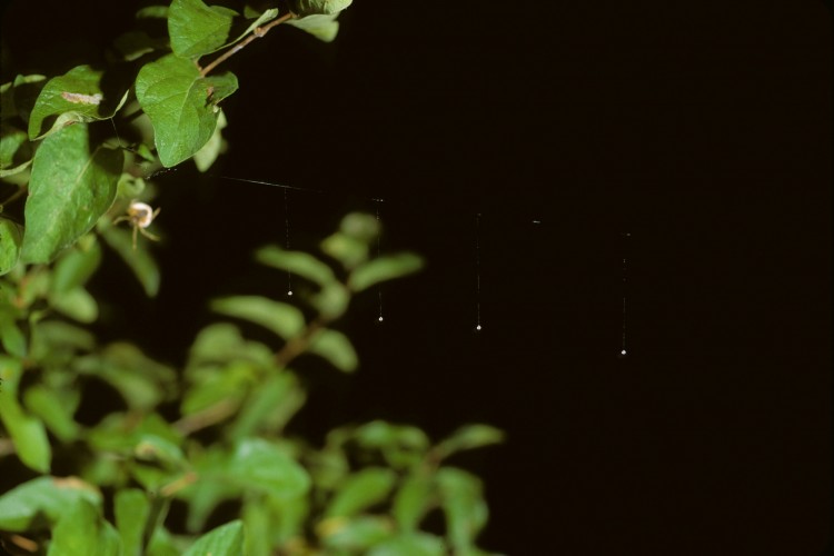 bolas spider (Mastophora hutchinsoni) with silk line and four hanging bolas lines