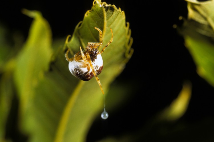 bolas spider (Mastophora hutchinsoni) hunting with her bolas